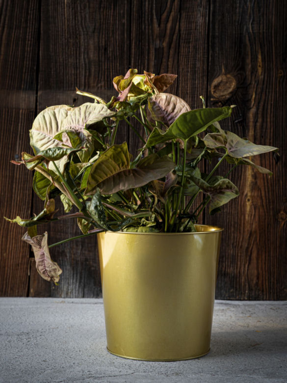 Syngonium