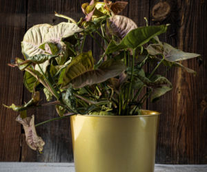 Syngonium