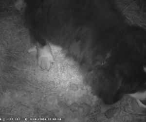 Niesamowita historia berneńczyka z Bydgoszczy! Bella wreszcie wróciła do domu