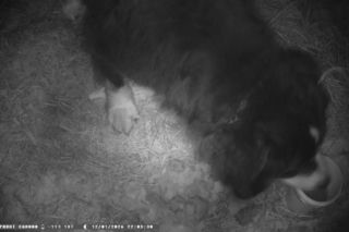 Niesamowita historia berneńczyka z Bydgoszczy! Bella wreszcie wróciła do domu