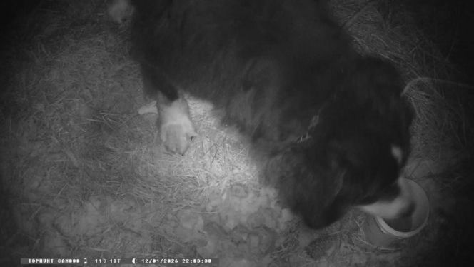 Niesamowita historia berneńczyka z Bydgoszczy! Bella wreszcie wróciła do domu