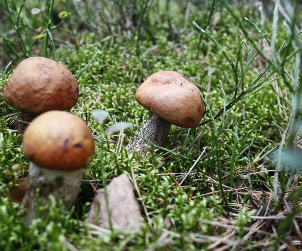 grzybobranie, grzyby