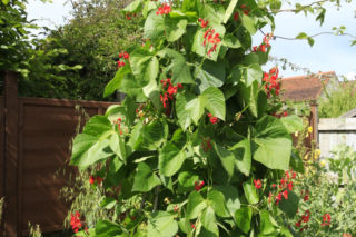 Fasola ozdobna = fasola wielokwiatowa  - Phaseolus coccineus