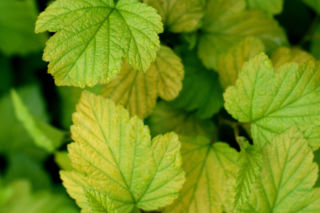 Pęcherznica kalinolistna 'Dart's Gold' - Physocarpus opulifolius 'Dart’s Gold'