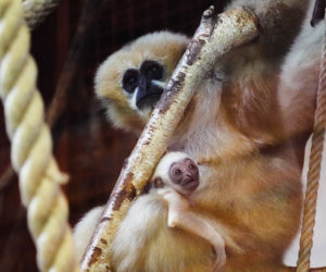 We wrocławskim zoo przyszedł na świat gibon białopoliczkowy