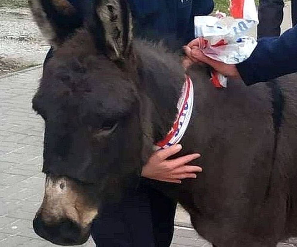 Lublin: Osiołki uciekły z szopki. Sprawę bada... prokuratura. Zaskakująca historia!