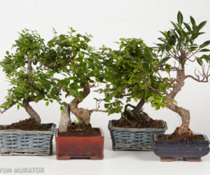 Bonsai: karłowe drzewa w mieszkaniu