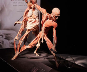 Body Worlds