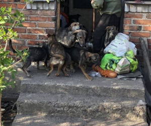 Makabra pod Płockiem! Z głodu zjadały same siebie, spały w dywanie z odchodów [ZDJĘCIA]