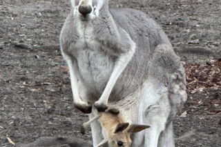 Wspaniały rok dla stołecznego zoo. W warszawskim ogrodzie urodziło się aż pięć kangurków