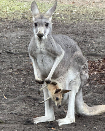 Wspaniały rok dla stołecznego zoo. W warszawskim ogrodzie urodziło się aż pięć kangurków
