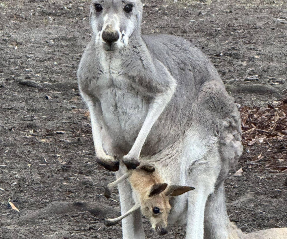 Wspaniały rok dla stołecznego zoo. W warszawskim ogrodzie urodziło się aż pięć kangurków