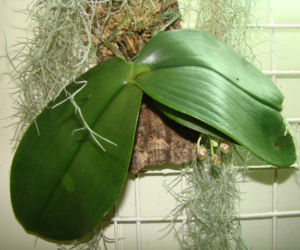 Phalaenopsis: najpopularniejszy storczyk