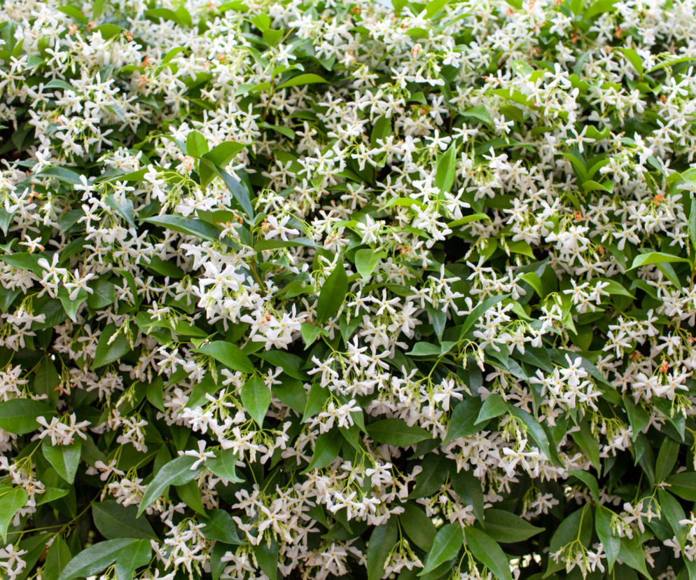 To pnącze może całkowicie odmienić balkon w jedno lato