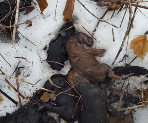 Koszmar podczas interwencji Animalsów w Krośnie