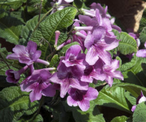 Skrętnik (Streptocarpus)