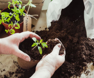 Pikowanie pomidorów to klucz do obfitych zbiorów!