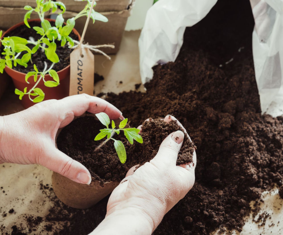 Pikowanie pomidorów