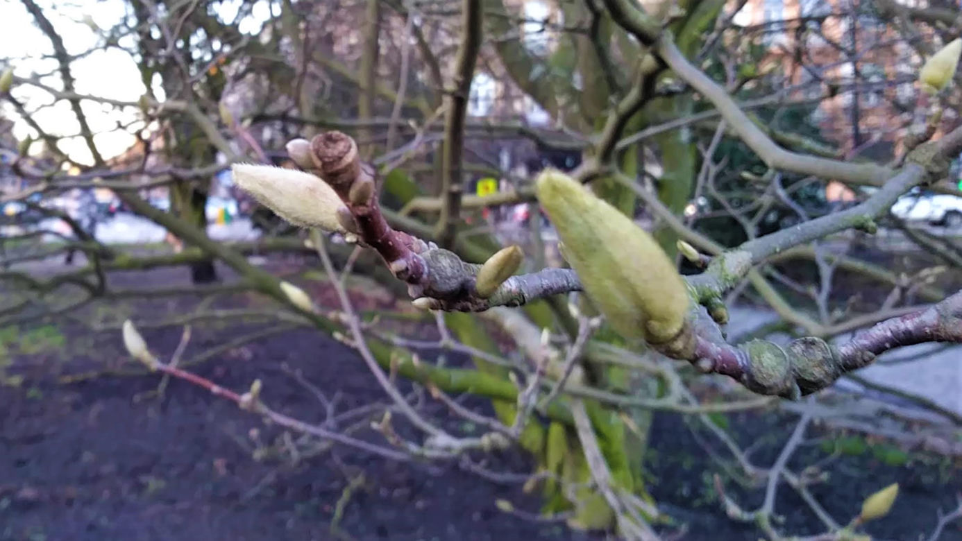 Szczecińskie magnolie budzą się z zimowego snu