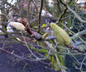 Szczecińskie magnolie budzą się z zimowego snu