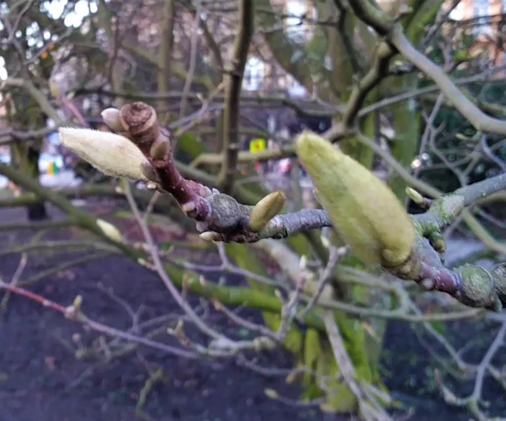 Szczecińskie magnolie budzą się z zimowego snu