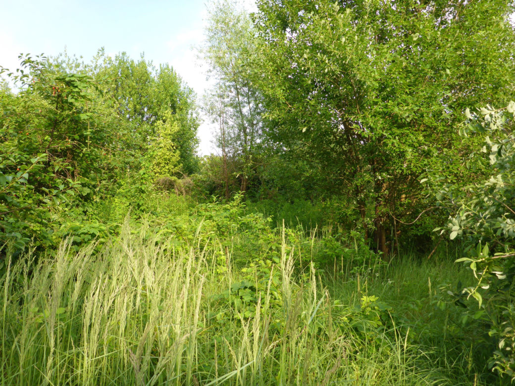 Społecznicy walczą o nowy park w Poznaniu