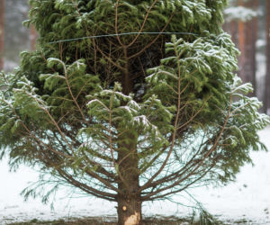 Można legalnie wyciąć choinkę w lesie! Zobacz, jak to zrobić