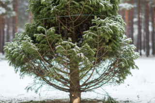 Można legalnie wyciąć choinkę w lesie! Zobacz, jak to zrobić