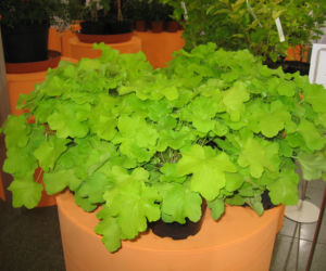 żurawka 'Citronelle'