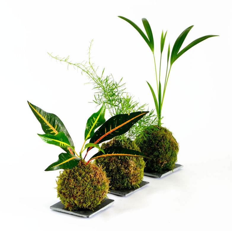 Kokedama