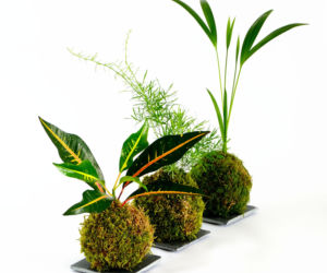 Kokedama