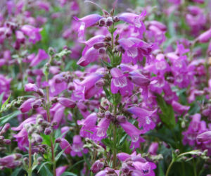 Penstemon