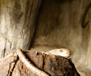 We wrocławskim zoo urodziły się scynki nadrzewne