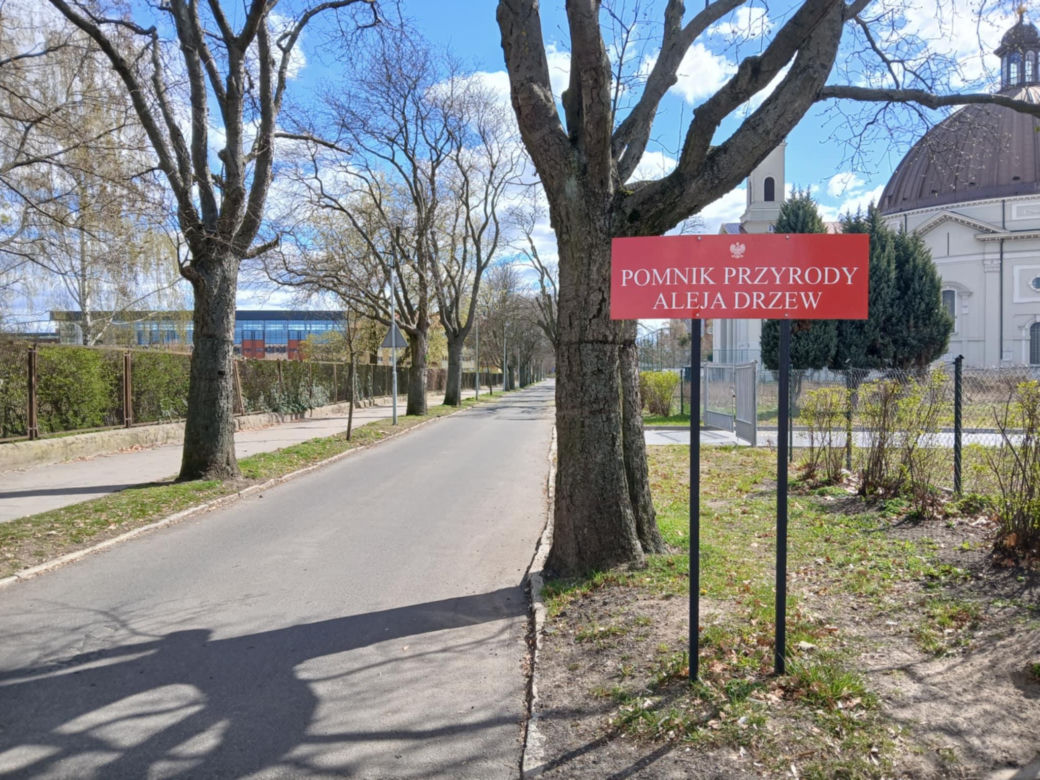 Aleja starych drzew w centrum Bydgoszczy starciła ochronę. Skąd taka decyzja?