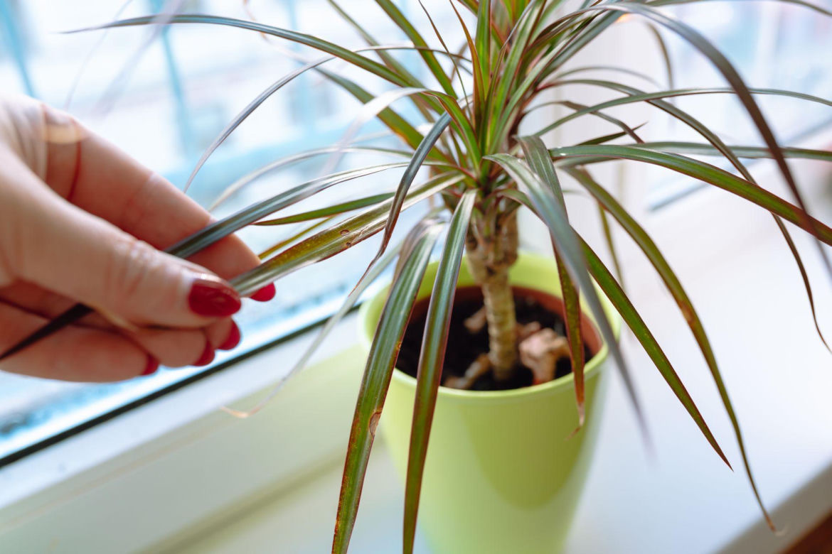 Dracena