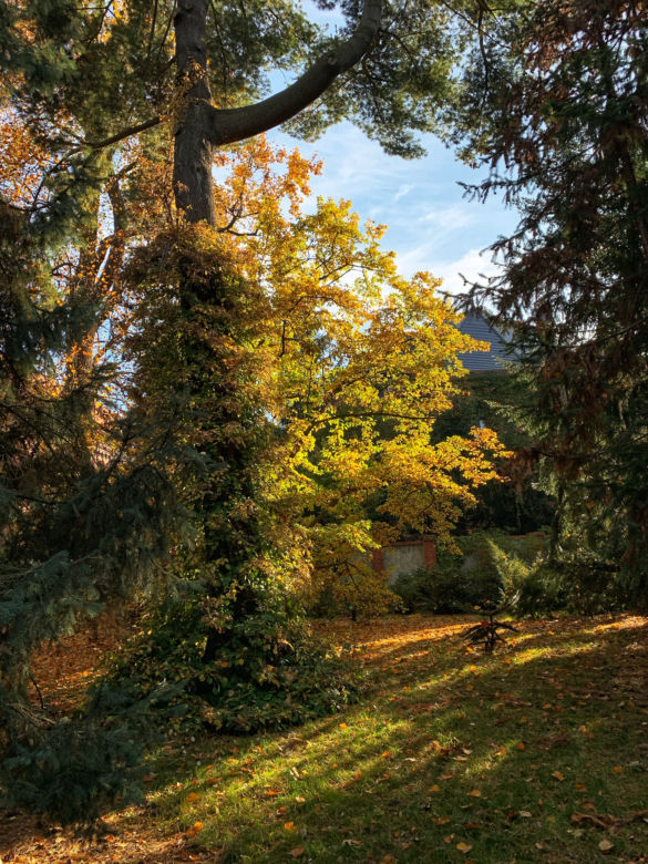 Jesień w ogrodzie botanicznym we Wrocławiu