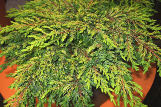 Jałowiec pospolity 'Goldschatz' - Juniperus communis 'Goldschatz'