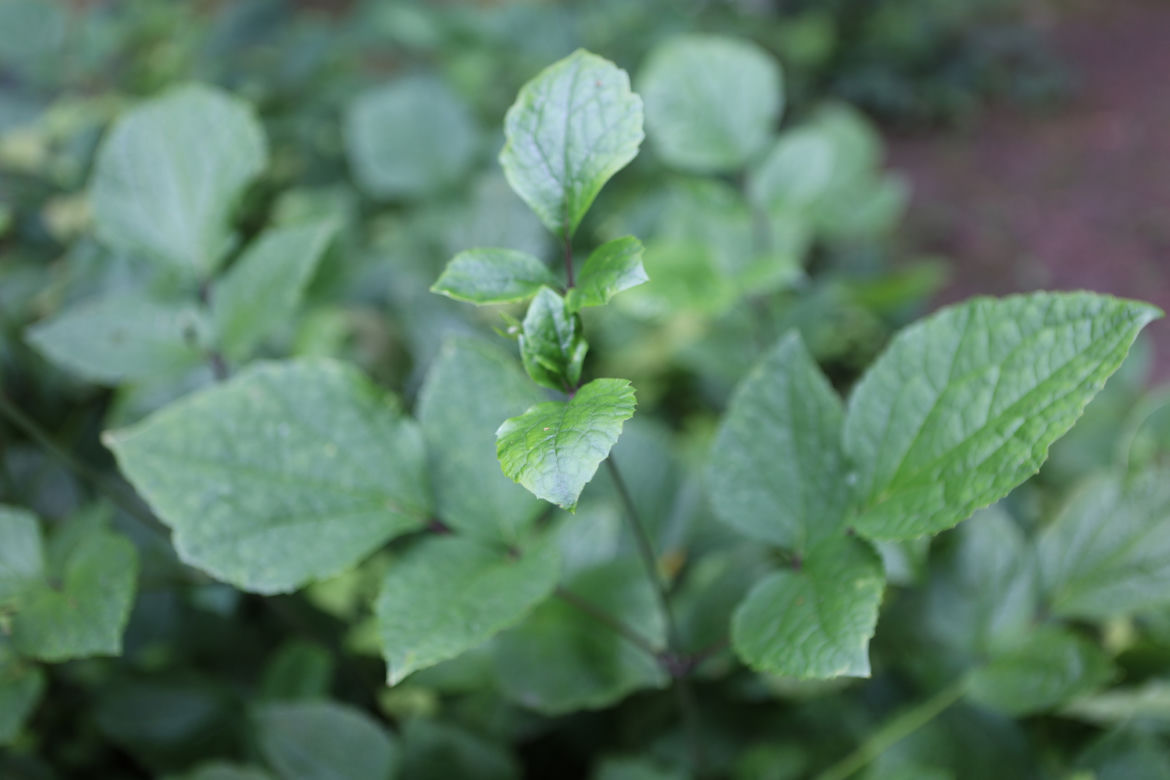 Kwitnący Ogród Botaniczny UMCS w Lublinie