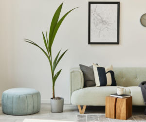 Rośliny w minimalistycznych wnętrzach