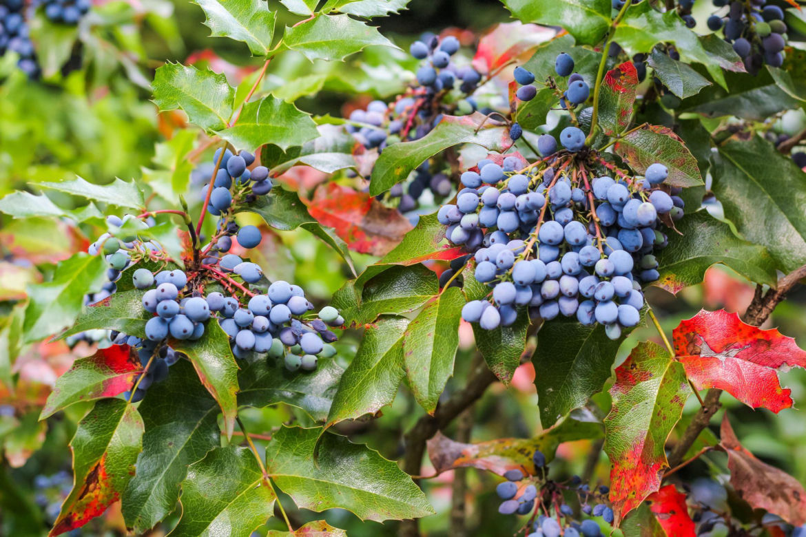 Mahonia pospolita