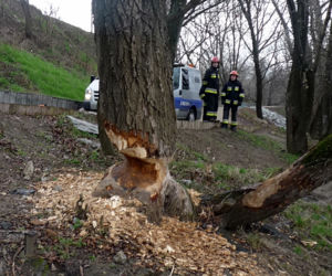 Bobry podcięły jedno z drzew przy ścieżce rowerowej na WYbrzeżu Helskim
