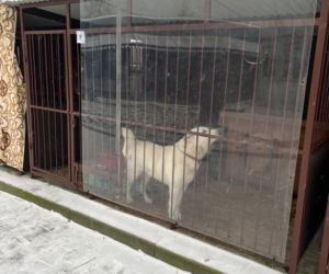 Zdjęcia z kontroli w bytomskim schronisku