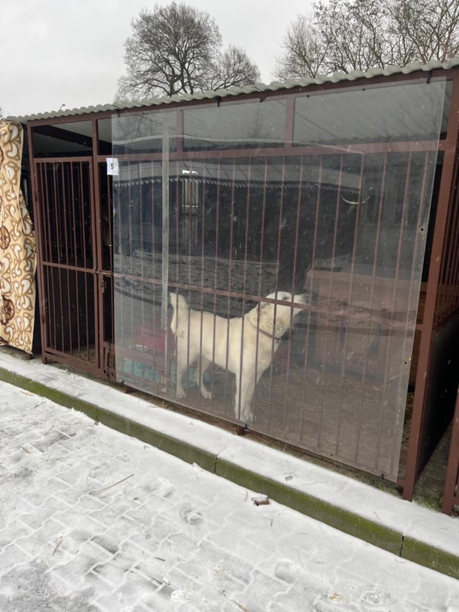 Zdjęcia z kontroli w bytomskim schronisku