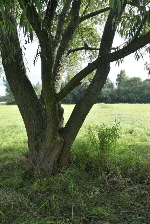 Zuzia z koleżanką powiesiły się na wierzbie. Jakie tajemnice śmierci dziewczynek zdradziła sekcja? 