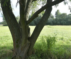 Zuzia z koleżanką powiesiły się na wierzbie. Jakie tajemnice śmierci dziewczynek zdradziła sekcja? 