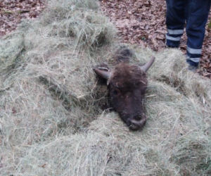 Puszcza Białowieska. Martwe drzewo przygniotło małego żubra. Zwierze nie przeżyło [ZDJĘCIA]