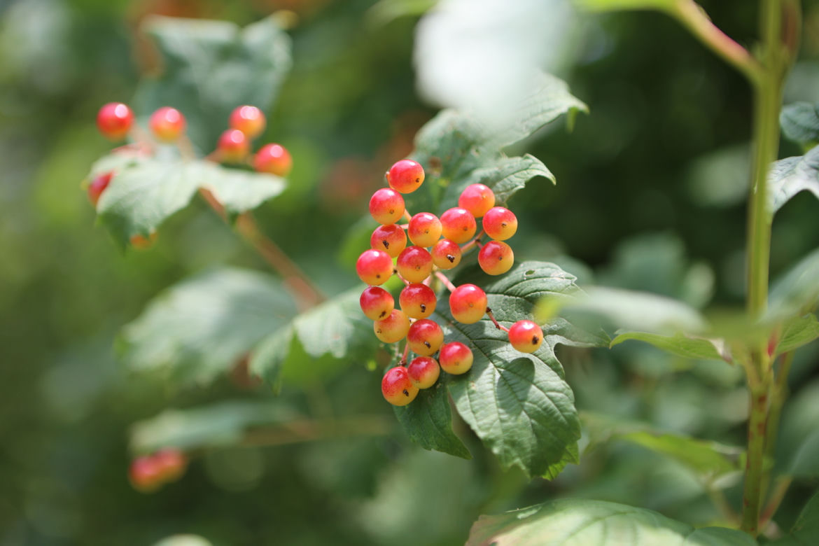Kwitnący Ogród Botaniczny UMCS w Lublinie