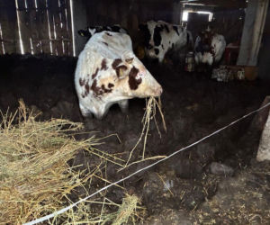 Łańcuchy wrośnięte w skórę. Zwierzęta żyły w przerażających warunkach