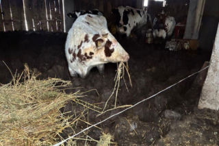 Łańcuchy wrośnięte w skórę. Zwierzęta żyły w przerażających warunkach