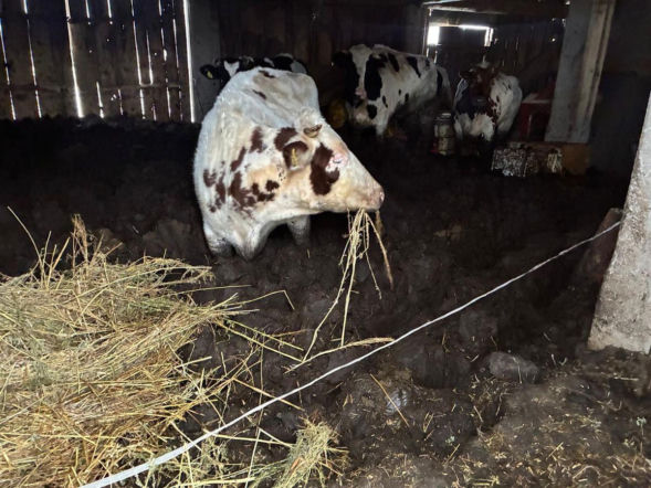 Łańcuchy wrośnięte w skórę. Zwierzęta żyły w przerażających warunkach